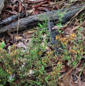 Caladenia moschata at Sutton, NSW - suppressed