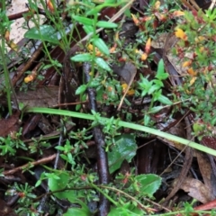 Caladenia moschata at Sutton, NSW - 22 Oct 2022