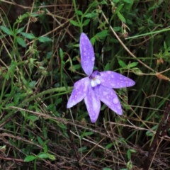 Glossodia major (Wax Lip Orchid) at Sutton, NSW - 22 Oct 2022 by AndyRoo