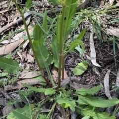 Rumex brownii (Slender Dock) at Higgins, ACT - 3 Nov 2022 by Untidy