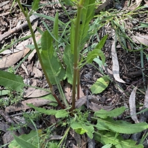 Rumex brownii at Higgins, ACT - 4 Nov 2022 10:37 AM