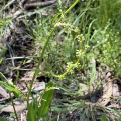 Rumex brownii at Higgins, ACT - 4 Nov 2022