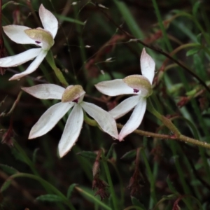 Caladenia cucullata at Sutton, NSW - suppressed