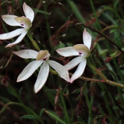Caladenia cucullata (Lemon Caps) at Sutton, NSW - 22 Oct 2022 by AndyRoo