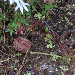 Caladenia cucullata at Sutton, NSW - suppressed