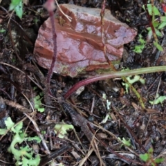 Caladenia cucullata at Sutton, NSW - suppressed