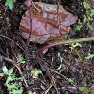 Caladenia cucullata at Sutton, NSW - 22 Oct 2022
