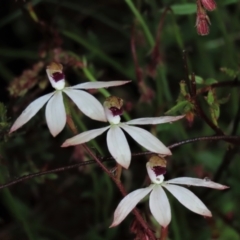 Caladenia cucullata at Sutton, NSW - 22 Oct 2022