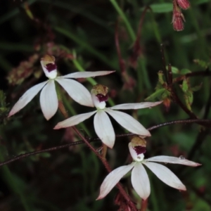 Caladenia cucullata at Sutton, NSW - suppressed