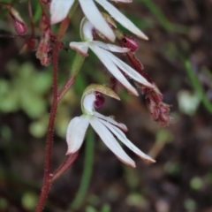 Caladenia cucullata at Sutton, NSW - suppressed