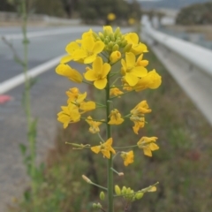 Brassica napus (Canola, Rapeseed) at Michelago, NSW - 11 Oct 2022 by michaelb