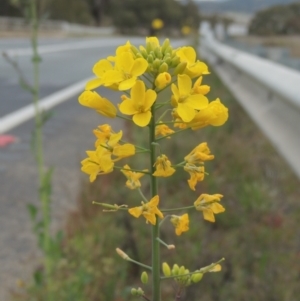 Brassica napus at Michelago, NSW - 11 Oct 2022