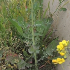 Brassica napus at Michelago, NSW - 11 Oct 2022