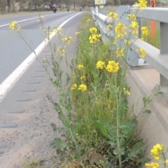 Brassica napus at Michelago, NSW - 11 Oct 2022