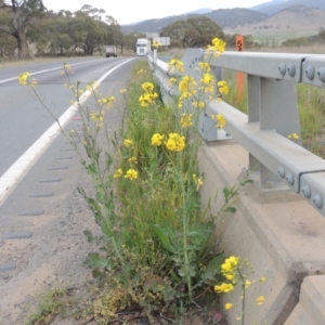 Brassica napus at Michelago, NSW - 11 Oct 2022