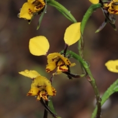 Diuris nigromontana at Sutton, NSW - 22 Oct 2022