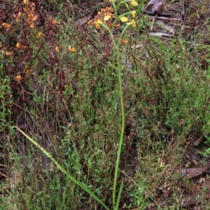 Diuris nigromontana at Sutton, NSW - 22 Oct 2022