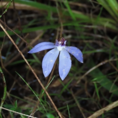 Cyanicula caerulea (Blue Fingers, Blue Fairies) at Sutton, NSW - 22 Oct 2022 by AndyRoo