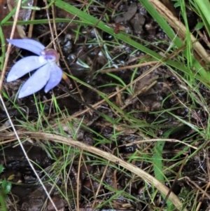 Cyanicula caerulea at Sutton, NSW - suppressed