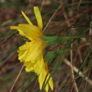 Microseris walteri at Sutton, NSW - 22 Oct 2022