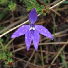 Glossodia major (Wax Lip Orchid) at Sutton, NSW - 22 Oct 2022 by AndyRoo