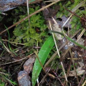 Glossodia major at Sutton, NSW - 22 Oct 2022