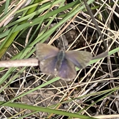 Erina sp. (genus) (A dusky blue butterfly) at Molonglo Valley, ACT - 19 Oct 2022 by Jamay