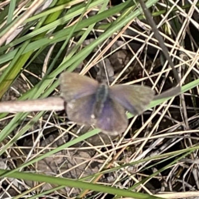 Erina (genus) (A dusky blue butterfly) at Molonglo Valley, ACT - 19 Oct 2022 by Jamay