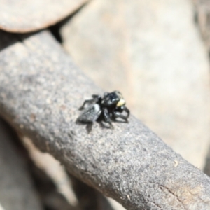 Salticidae sp. 'Golden palps' at Acton, ACT - 3 Nov 2022