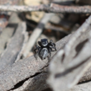 Salticidae sp. 'Golden palps' at Acton, ACT - 3 Nov 2022