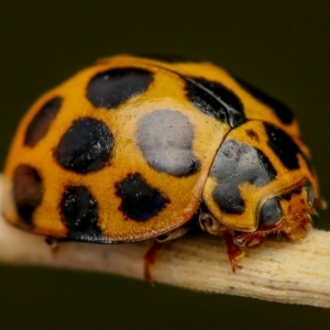 Harmonia conformis at Murrumbateman, NSW - 4 Nov 2022