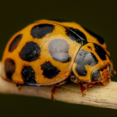 Harmonia conformis (Common Spotted Ladybird) at Murrumbateman, NSW - 4 Nov 2022 by amiessmacro