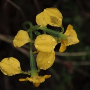 Diuris pardina at Sutton, NSW - 22 Oct 2022