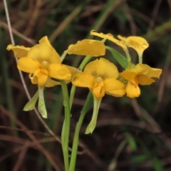 Diuris pardina at Sutton, NSW - 22 Oct 2022