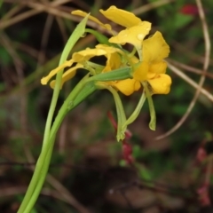 Diuris pardina at Sutton, NSW - 22 Oct 2022