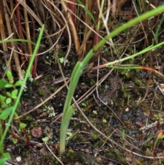 Diuris pardina at Sutton, NSW - 22 Oct 2022