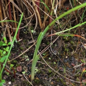 Diuris pardina at Sutton, NSW - 22 Oct 2022