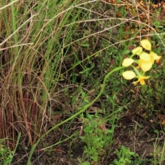 Diuris pardina at Sutton, NSW - 22 Oct 2022