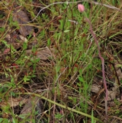 Thelymitra carnea (Tiny Sun Orchid) at Sutton, NSW - 22 Oct 2022 by AndyRoo