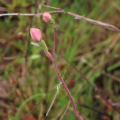 Thelymitra carnea at Sutton, NSW - suppressed