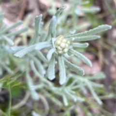 Pseudognaphalium luteoalbum (Jersey Cudweed) at Higgins, ACT - 4 Nov 2022 by Untidy