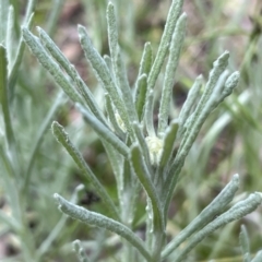 Pseudognaphalium luteoalbum at Higgins, ACT - 4 Nov 2022