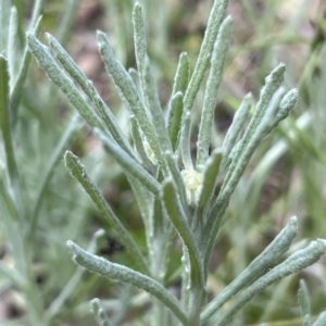 Pseudognaphalium luteoalbum at Higgins, ACT - 4 Nov 2022