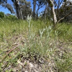 Pseudognaphalium luteoalbum at Higgins, ACT - 4 Nov 2022