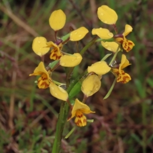 Diuris nigromontana at Sutton, NSW - 22 Oct 2022