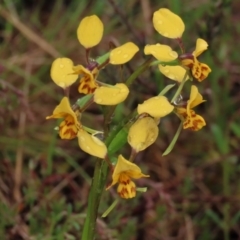 Diuris nigromontana (Black Mountain Leopard Orchid) at Sutton, NSW - 22 Oct 2022 by AndyRoo