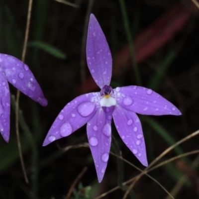 Glossodia major (Wax Lip Orchid) at Sutton, NSW - 22 Oct 2022 by AndyRoo