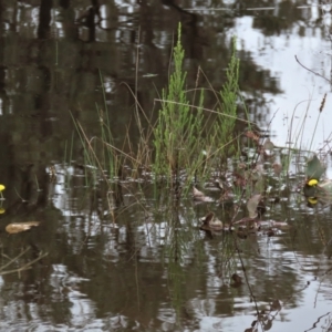 Craspedia sp. at Sutton, NSW - suppressed