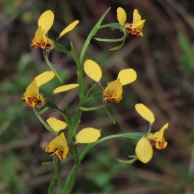 Diuris nigromontana (Black Mountain Leopard Orchid) at Sutton, NSW - 22 Oct 2022 by AndyRoo