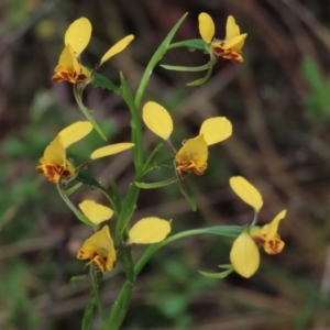 Diuris nigromontana at Sutton, NSW - 22 Oct 2022